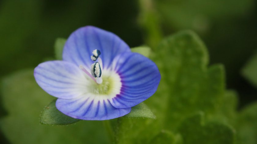 小蓝花